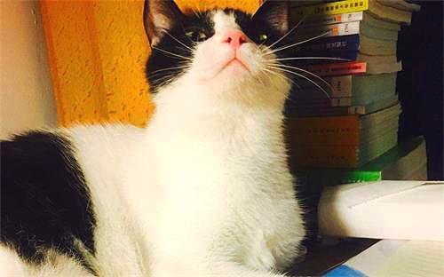 娱乐吃瓜酱猫妈妈视频大全,萌宠视频大全集锦  第1张